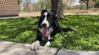 Nina, acostada en una cama de plantas.