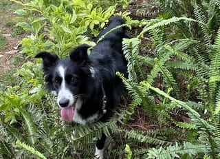 Nina, entre las plantas en su granja.