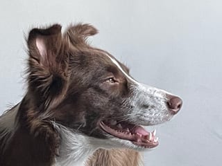 Alyx, toma cercana de perfil.