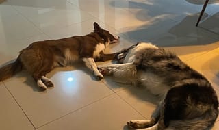 Alyx y Milo, tirados en el piso.