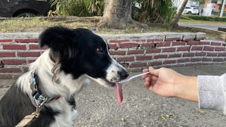 Nina comiendo nieve de vainilla de una cuchara