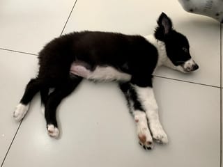 Nina, de pequeña, acostada en el piso del departamento, enseñando su panza rosa.