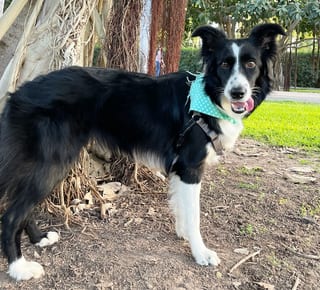 Nina, con la lengua de fuera en el Jardin Botánico.