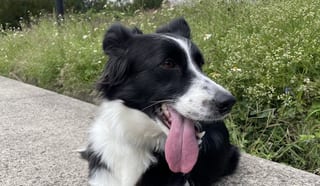Nina con la lengua de fuera.