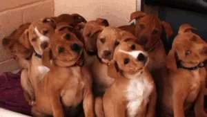 Muchos cachorros confundidos.