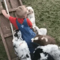 Muchos perros cachorros jugando con un niño.