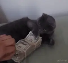 Gato cuidando su lana