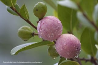 Icaco, fruta para hacer mermeladas.
