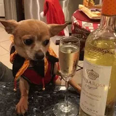 Un perro muy borracho