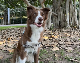 Alyx, esperando que le tire la pelota.